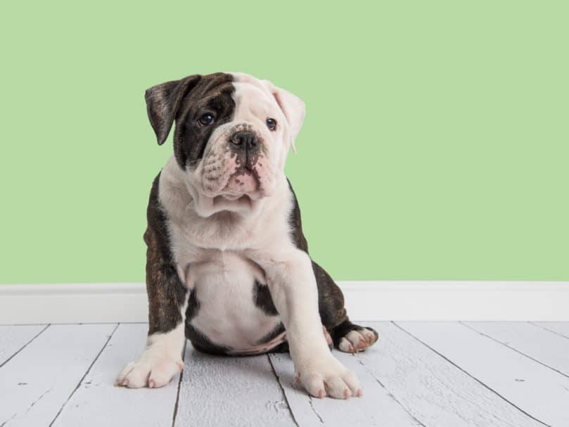 Mini english bulldog in a living room setting with a mint green wall background