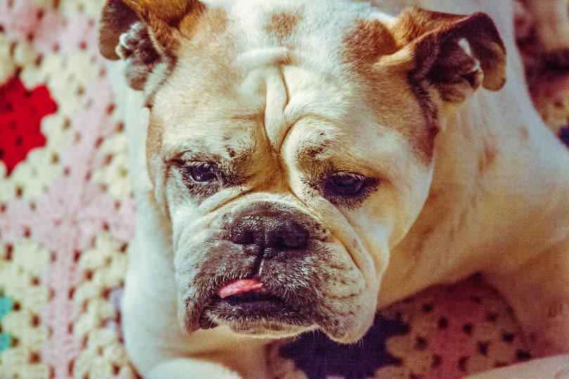Mini English Bulldog relaxing at home with his tongue out