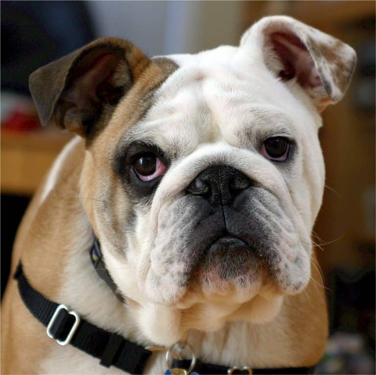 The Miniature English Bulldog Here’s Everything You Want To Know