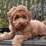 Mini Labradoodle laying on a bench