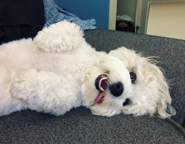 White Shichon lying down with tongue hanging out
