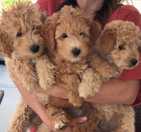 mini teddy bear puppies