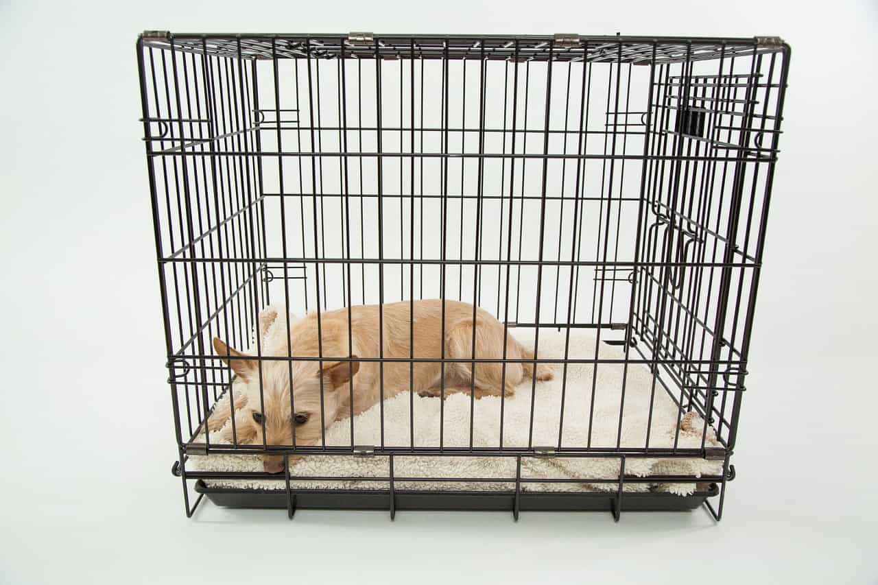 View of Top 15 Best Crates for Small Dogs and Puppies - Animalso