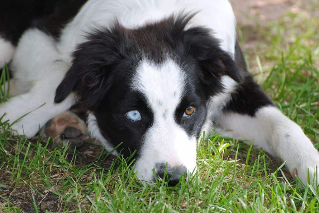 The Borador Border Collie Lab Mix Crossbreed Of America S Two