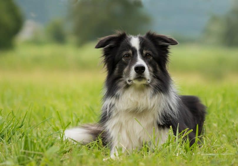 Image of a full grown Border Collie, one parent of the Borador. 