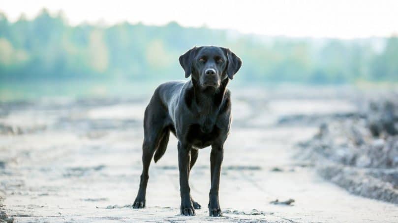 Image of a full grown lab, one parent of the Borador. 