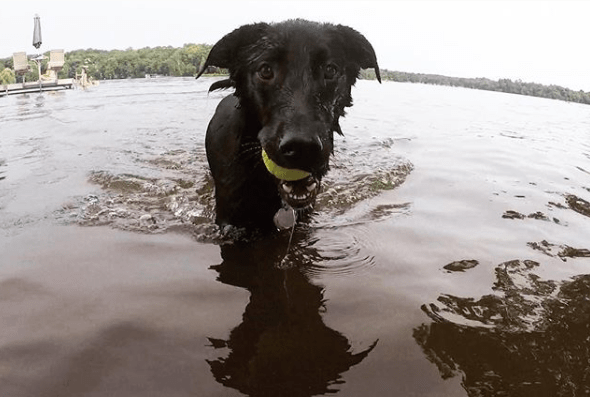 Image of a Border Collie Lab Pup Mix playing in the river. 