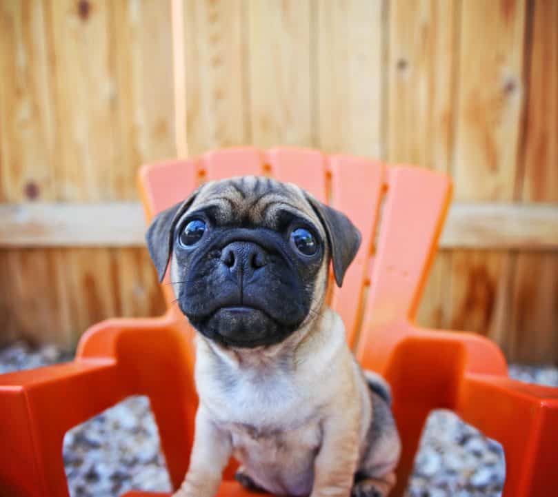 Chug sitting in orange chair