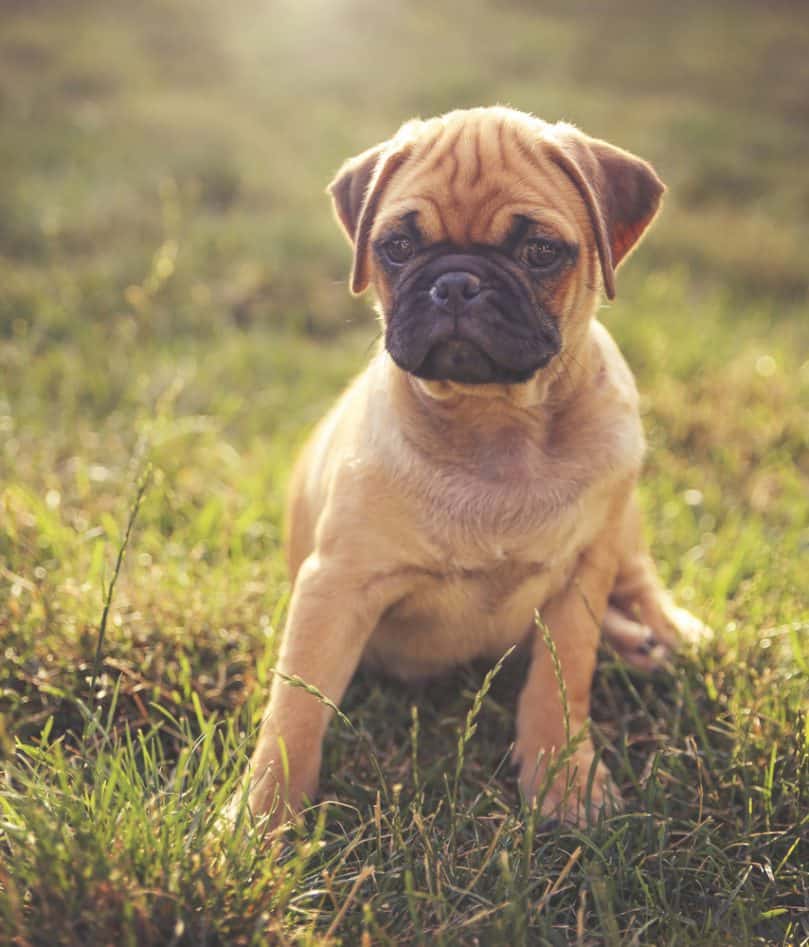 Chug Puppy sitting in grass