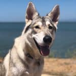 Facial Picture of Northern Inuit Dog