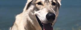 Facial Picture of Northern Inuit Dog