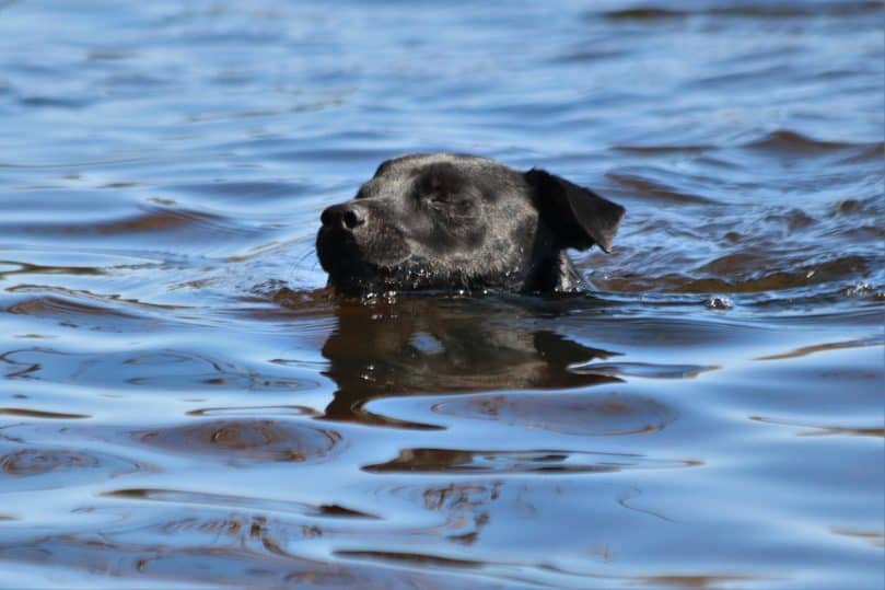 patterdale terrier swimming