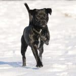 Patterdale Terrier on snow