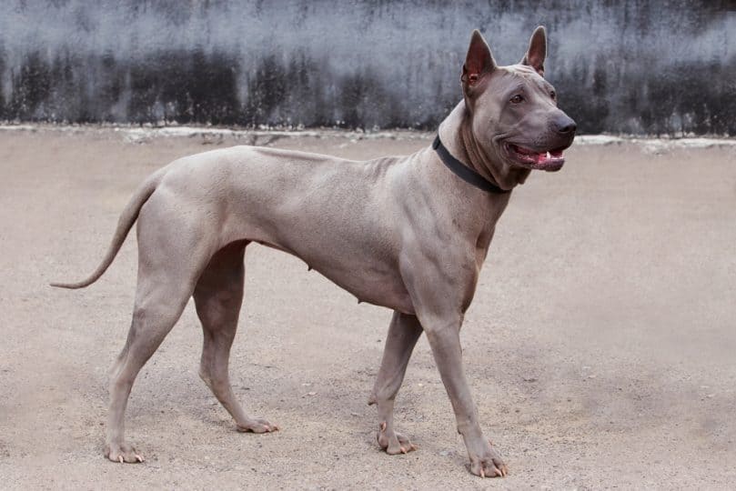 dog breed Thai Ridgeback is walking on open air