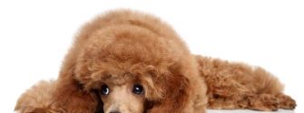 Red Toy Poodle puppy on a white background