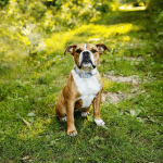 Full grown Victorian Bulldog sitting in a field.