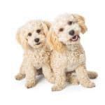 Two White Havanese Dogs