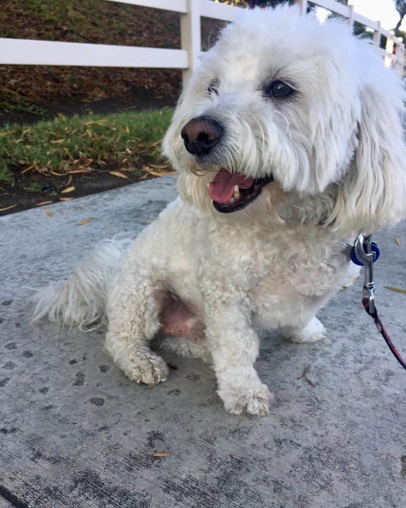 Bichon Poodle relaxing outside during a walk