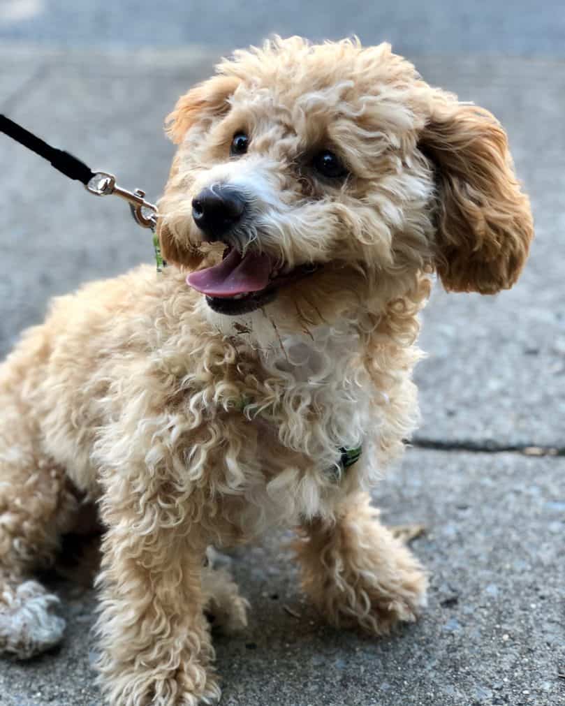 Bichon Poodle looking happy on its morning walk