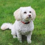 Bichon Poodle sitting outside in the grass