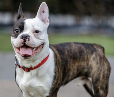 Say Hello To The Frenchton: The Dog That Crossed An Ocean - Animalso