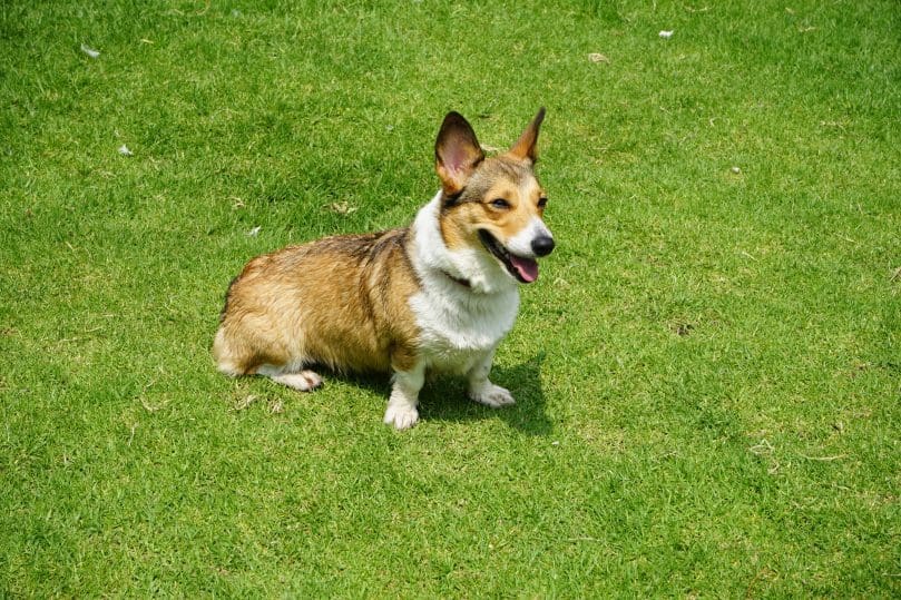 Corgi panting outside in the sun on the grass