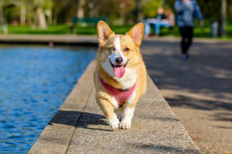 Corgi with two different eye colors running besides the pool