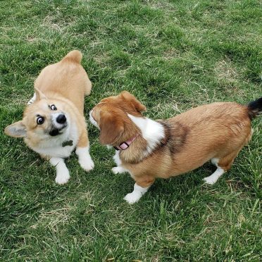 The Corgi Beagle Mix: Let’s Keep This Short & Sweet - Animalso