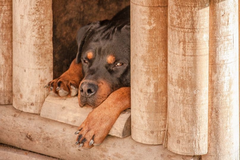 Dog inside heated wooden dog house