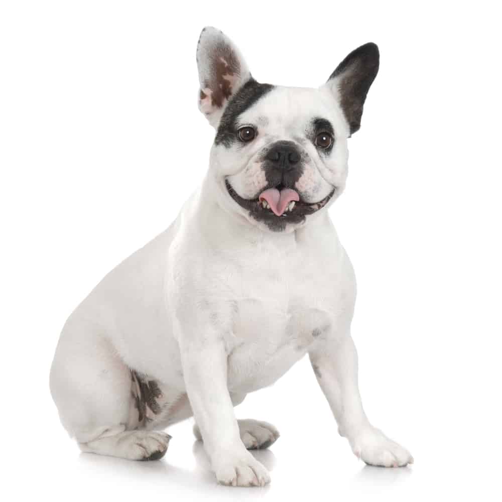 Say Hello To The Frenchton: The Dog That Crossed An Ocean - Animalso