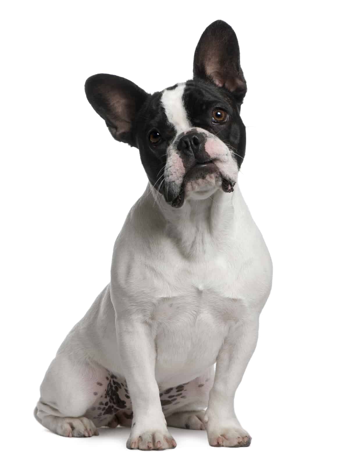 Say Hello To The Frenchton: The Dog That Crossed An Ocean - Animalso