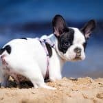 Black and white Frenchton puppy digging in the sand at the beach