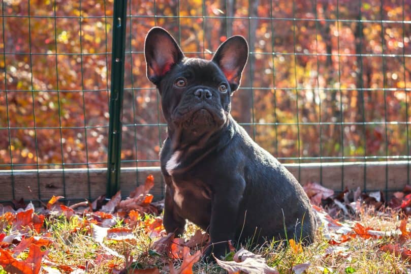 Black Frenchton with white chest sitting on some leaves