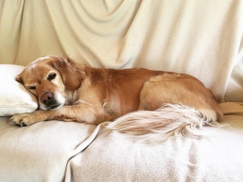 Golden Cocker Retriever resting on the couch after a long day