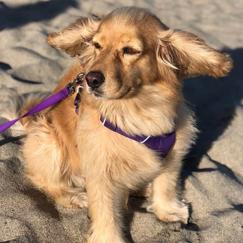 The hair of a Golden Cocker Retriever blowing in the wind