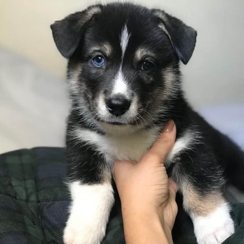 Black and white Horgi puppy with one blue eye