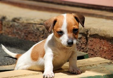 Jack Russell Mix with Chihuahua for Sale