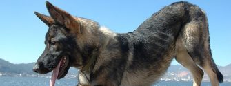 Chinese Wolfdog on Roof Ledge