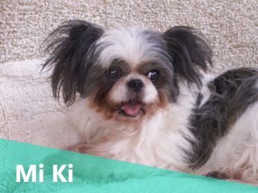 Miki: The Perfect Dog for Cat Lovers - Animalso