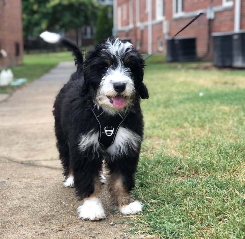 Mini Bernedoodle out for a walk on the leash
