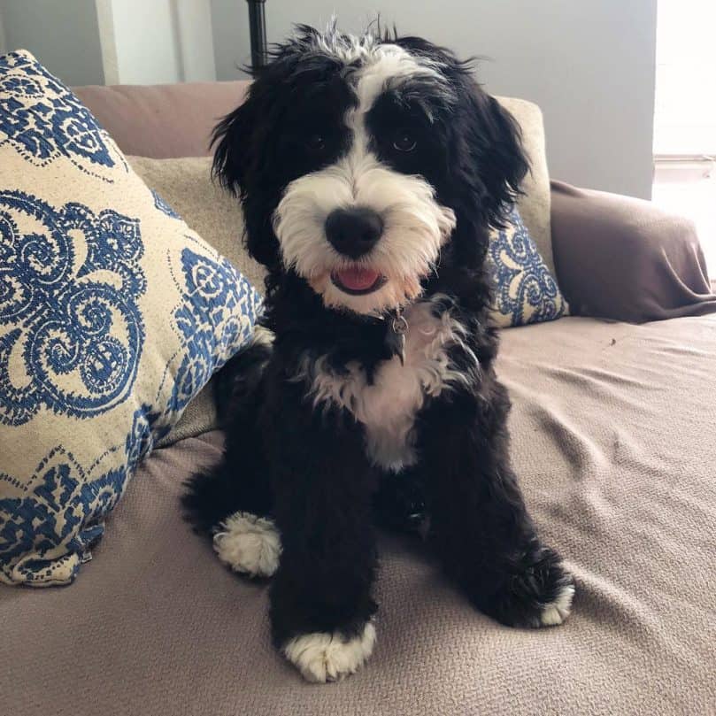 Mini Bernedoodle relaxing at home on the couch
