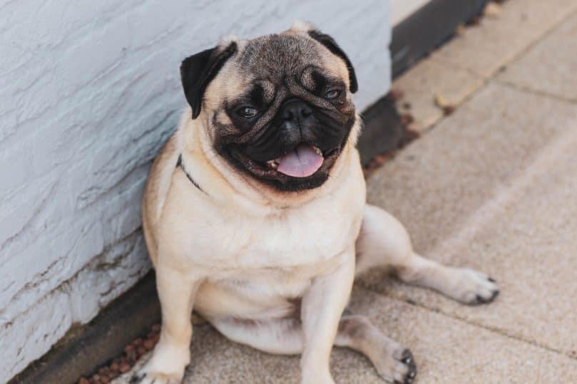 Purebred Pug relaxing outside on the ground