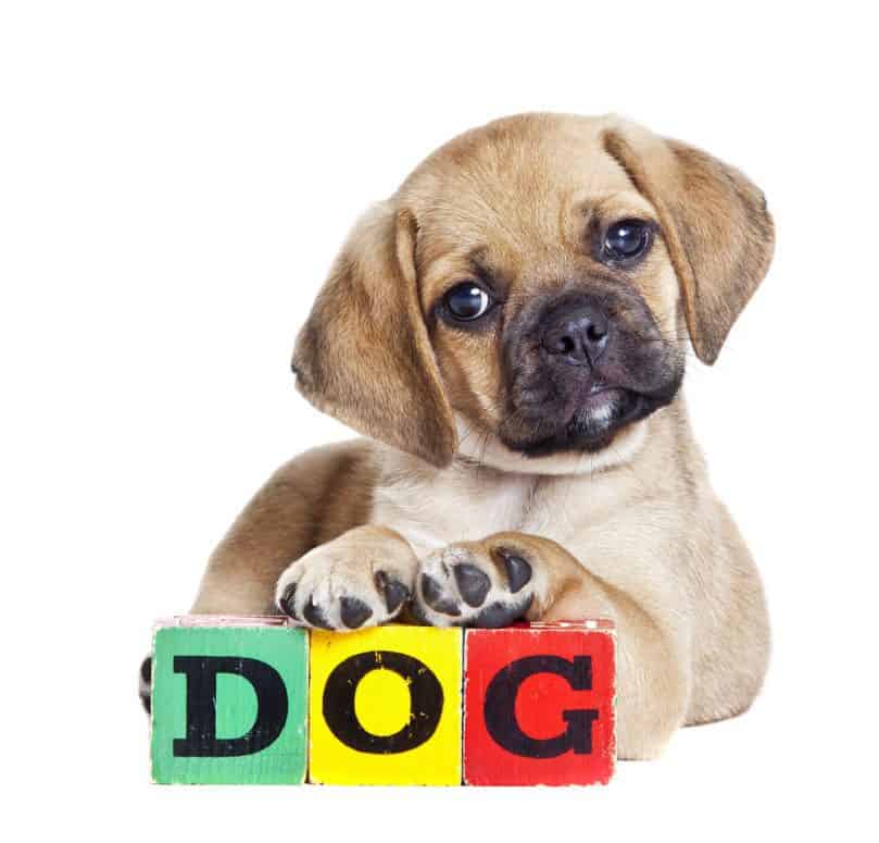 Cute Puggle puppy with kids building blocks spelling dog