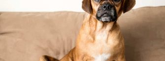 Grown Puggle sitting on the couch at home