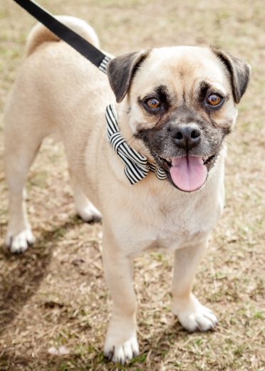 Cute Puggle (Pug and Beagle designer mixed breed cross) dog standing with mouth open on a leash and wearing a black and white striped bow tie