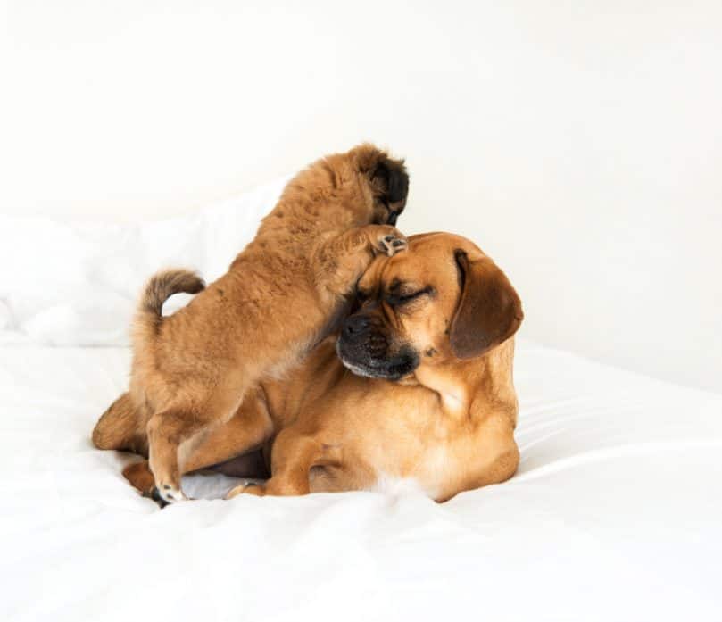 Puggle playing with smaller dog on the bed