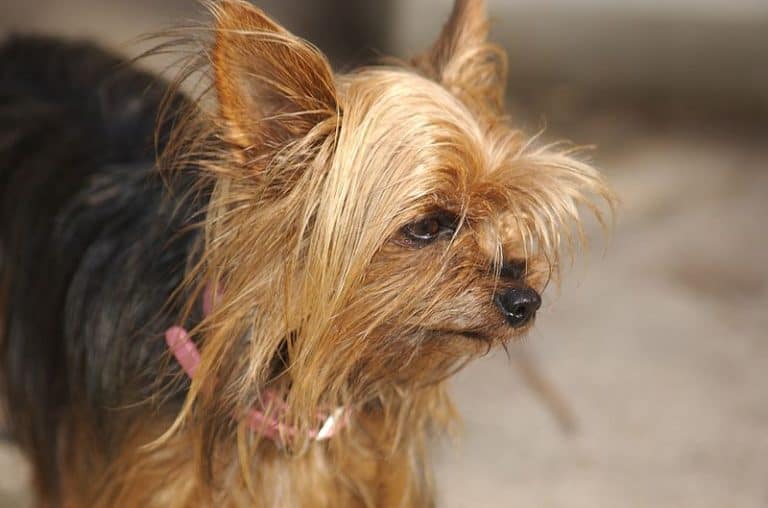 Everything You Need to Know About the Teacup Yorkie Animalso