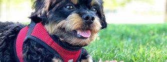Chihuahua Poodle Mix  (AKA Chipoo): A Little Dog With A Big Personality
