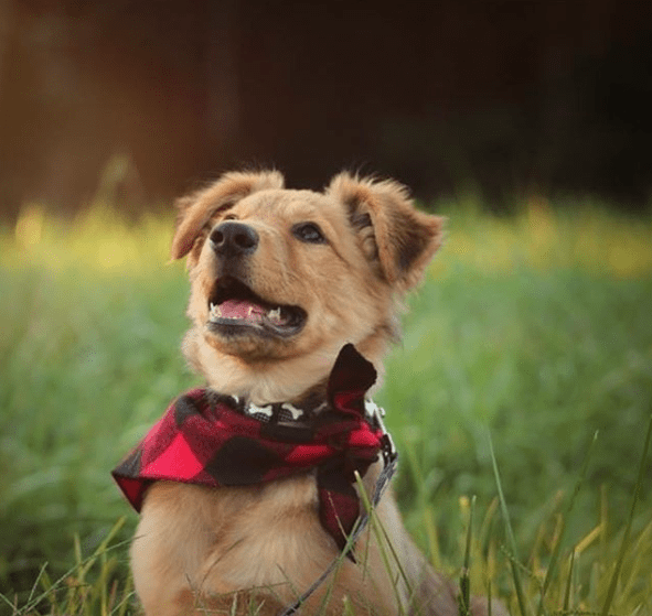 Adorable Golden Shepherd puppy