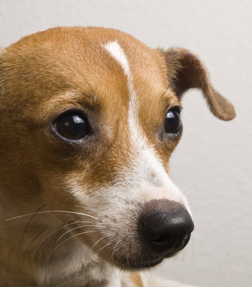 The Cute But Hyper Jack Russell Chihuahua Mix Dog Breeds